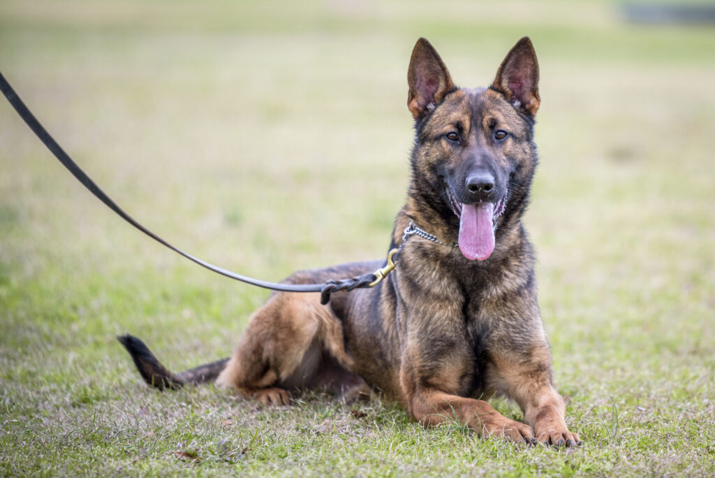 San Diego K-9 Patrol Security