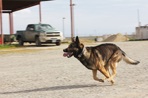 K-9 Handler Training California